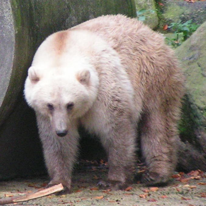 Este animal está triste por carregar nas costas o destino dos ursos-polares