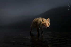 RAPOSA DA TEMPESTADE, DE JONNY ARMSTRONG, É UMA DAS IMAGENS ALTAMENTE RECOMENDADAS PARA VENCER O WILDLIFE PHOTOGRAPHER OF THE YEAR 2021 (FOTO: JONNY ARMSTRONG/ WILDLIFE PHOTOGRAPHER OF THE YEAR 2021)