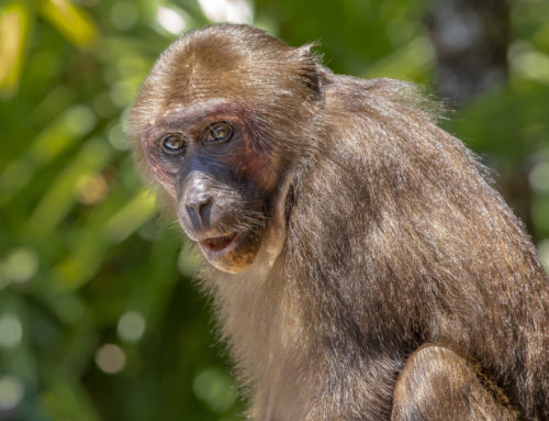 Filhote de cachorro é resgatado após virar ‘refém’ de macaco por 3 dias