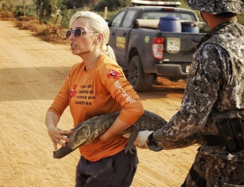 Luta pela sobrevivência:caminhão pipa e animais realocados no Pantanal