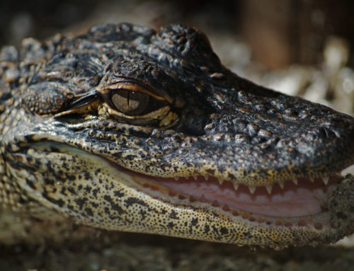 “Pantanal”  Carioca