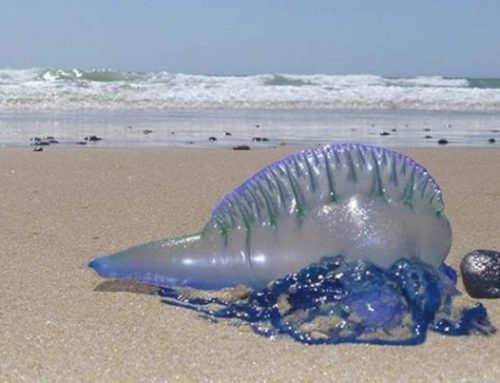Praia de Geribá: animal marinho letal é encontrado em Búzios