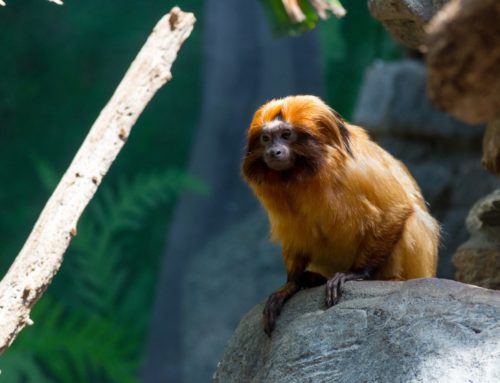 Rio de Janeiro: morte de micos em Sulacap assusta moradores; veja vídeo