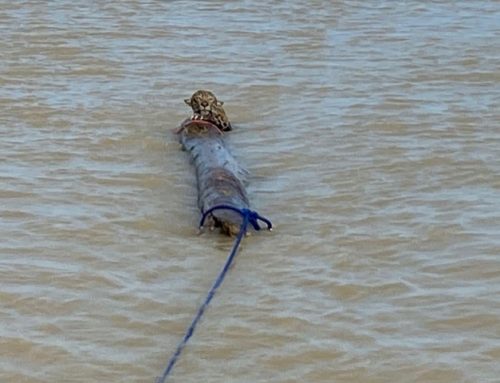 Onça-pintada é resgatada a quase 3km no meio do mar, da costa da Colômbia