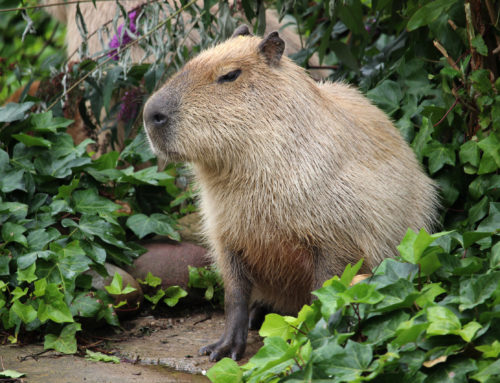 Capivara invade praia da zona sul do RJ